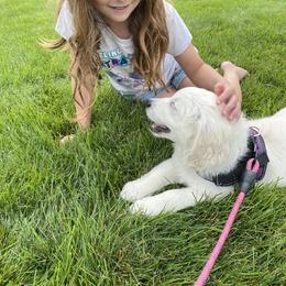 Golden Retriever and Labrador Retriever Puppies from Golden Bundles