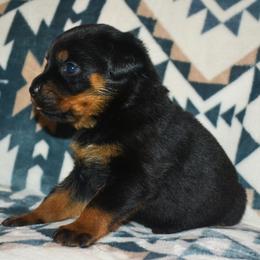 Girl 5 - Black and mahogany female Rottweiler puppy in Ethel, Washington from Titanenheim Rottweilers