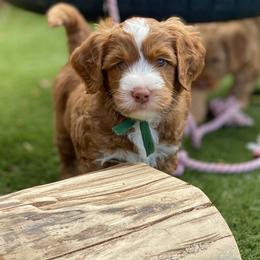 Australian Labradoodle Puppies from Cascade Canyon Labradoodles