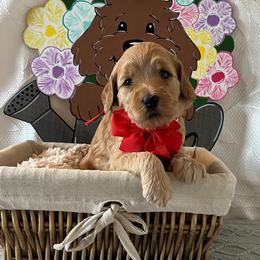 Liberty - Red Collar Female - Red  female Goldendoodle puppy in Bradenton, Florida from Suncoast Goldendoodles