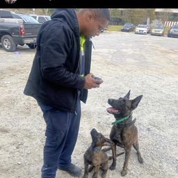 Dutch Shepherd and German Shepherd Puppies from ColesPoliceDogs