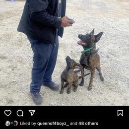 Dutch Shepherd and German Shepherd Puppies from ColesPoliceDogs