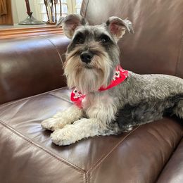 Frankie - Miniature Schnauzer