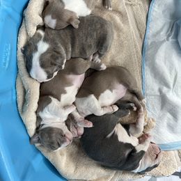 Boston Terrier Puppies from Boston Puppies