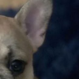 French Bulldogs from Luxe’s Spell Kennel