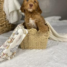 Goldendoodle Puppies from Joe and Dogs