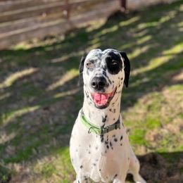 Dalmatian Puppies from Hallmark Dalmatians;