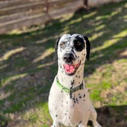 Dalmatian Puppies from Hallmark Dalmatians;