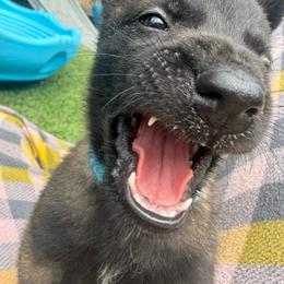 Blue Collar Female - Fawn sable female Belgian Malinois puppy in Boise, Idaho from Wings of Freedom Retrievers and Malinois