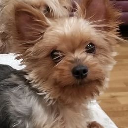 Yorkshire Terriers from Golden Oldies