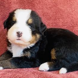 Maroon Collar Female - Black rust and white female Bernese Mountain Dog puppy in Bristol, Tennessee from Holston Hollow Farm