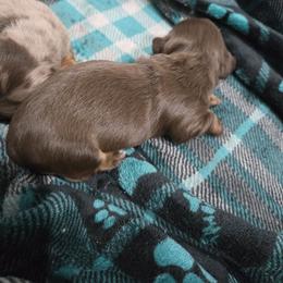 Girl 1 - Chocolate female Dachshund puppy in Fulton, Missouri from New Hope Dachshund Puppies