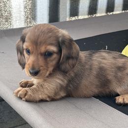Moose - Dapple male Dachshund puppy in Paso Robles, California from Nicole's Dachshunds