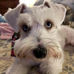 Nala - Miniature Schnauzer