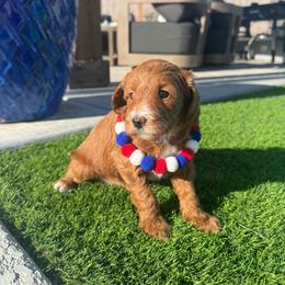Simba - Red  male Goldendoodle puppy in Phoenix, Arizona from Amore Doodles & Poodles
