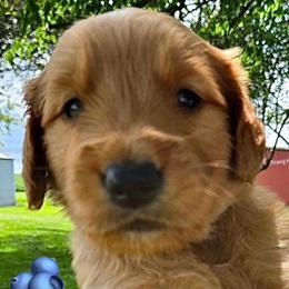 Blueberry from our 'Fruits of Summer litter' - Dark golden male Golden Retriever puppy in Fisher, Illinois from Aslan's Pride of Fidei Family Farms