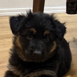 German Shepherd Puppies from Circle Oaks Shepherds