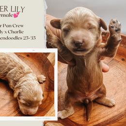 Tiger Lily - Red  female Goldendoodle puppy in Hilton, New York from The House of Goldendoodle