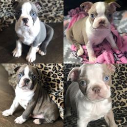 Boston Terrier Puppies from Heather's Boston Babies