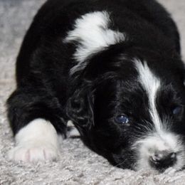Australian Shepherd Puppies from SoMa's Legacy Aussies