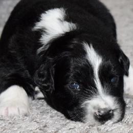 Australian Shepherd Puppies from SoMa's Legacy Aussies