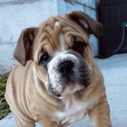 Bulldogs from Cotton Corner Bulldogs