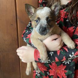 Australian Cattle Dog Puppies from Heirloom Ranch