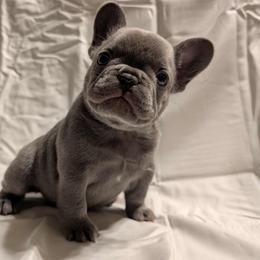 Wednesday - White female French Bulldog puppy in Asheville, North Carolina from MTO KENNELS