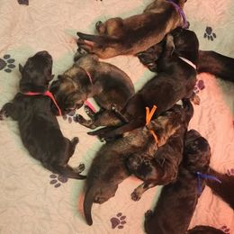 DK Green Collar - Bi-color male German Shepherd puppy in Deer Park, Alabama from Von Richardson Elite German Shepherds