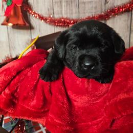 Baked Potato - Black male Labrador Retriever puppy in Louisville, Kentucky from Tsuki Labradors