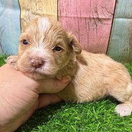 Copper - Wheaten male Miniature Schnauzer puppy in Lufkin, Texas from C&K’s Schnauzer House