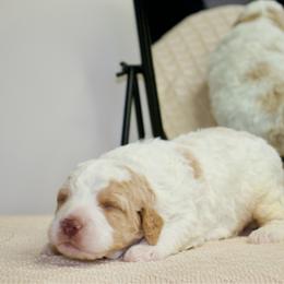 Dopey - male Australian Mountain Doodle puppy in Decatur, Illinois from Signature Doodles