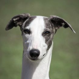 Luna - Whippet