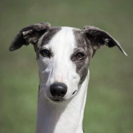 Luna - Whippet