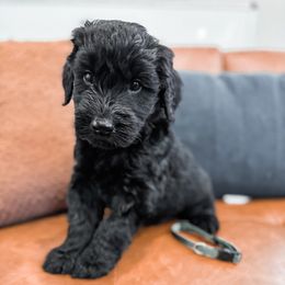 Chester (Orange) - Black Giant Schnauzer puppy in Harrisville, Utah from Diamond in the Ruff