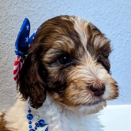 Jade - Brown and white Sheepadoodle puppy in Cleburne, Texas from DoodlesOjoy