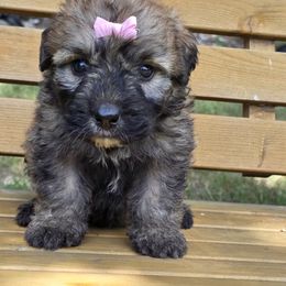 AKC Lola - Fawn female Bouvier des Flandres puppy in Marionville, Missouri from Sandbox Puppies