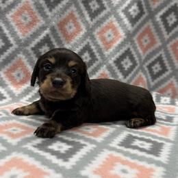 Puppy 1 - Black and cream male Dachshund puppy in Hoover, Alabama from Tide Town Doxies