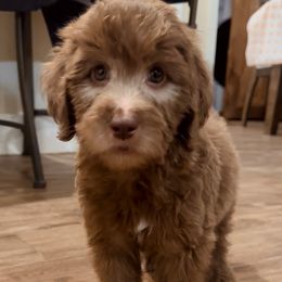 Aussiedoodle, Bordoodle, Goldendoodle, and Poodle Puppies from Calena’s Doodle Pups