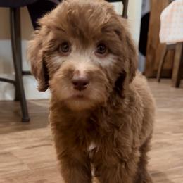 Aussiedoodle, Bordoodle, Goldendoodle, and Poodle Puppies from Calena’s Doodle Pups