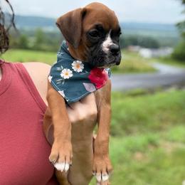 Kickin Roosters Rose (Red Collar) - Fawn female Boxer puppy in Alpine, New York from Kickin Rooster AKC Boxers