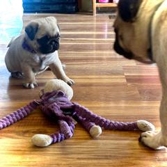 Purple - Fawn female Pug puppy in Baylis, Illinois from Cameo's Pugs
