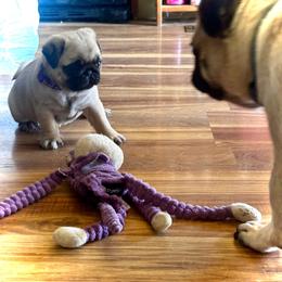 Purple - Fawn female Pug puppy in Baylis, Illinois from Cameo's Pugs