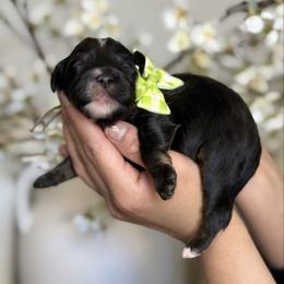 Elliot - Tri-color male Bernedoodle puppy in Yuciapa, California from AlltheDoodlez_
