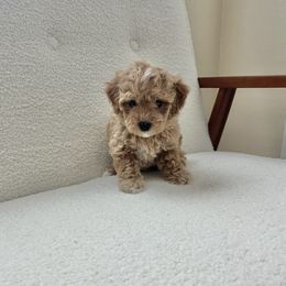 Girl 1 - female Bichon Frise puppy in Plant City, Florida from The Perks of Pups