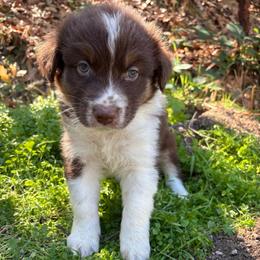 Apollo - Red tri-color male Australian Shepherd puppy in Grants Pass, Oregon from Carmel Mountain Aussies