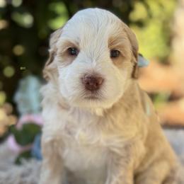 Kailua - Caramel male Australian Labradoodle puppy in Elk Grove, California from Sacto Labradoodles