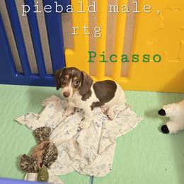 Picasso - Piebald male Dachshund puppy in New Caney, Texas from BouncinMiniWeenies