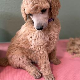 Genie - Apricot female Poodle puppy in Brooksville, Florida from Ariella Standard Poodles & Chinese Cresteds