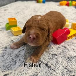 Fisher - Caramel red male Australian Labradoodle puppy in Alamo, Texas from QuiSal Labradoodles